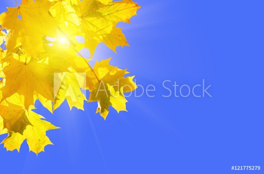 Bild på Yellow autumn maple leaves on a blue sunny sky